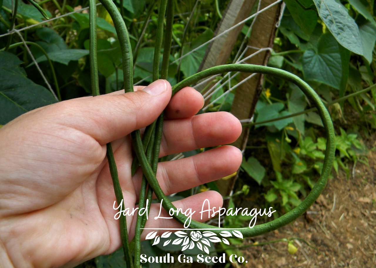 Heirloom Yard Long Asparagus Bean Seeds South Ga Seed Co