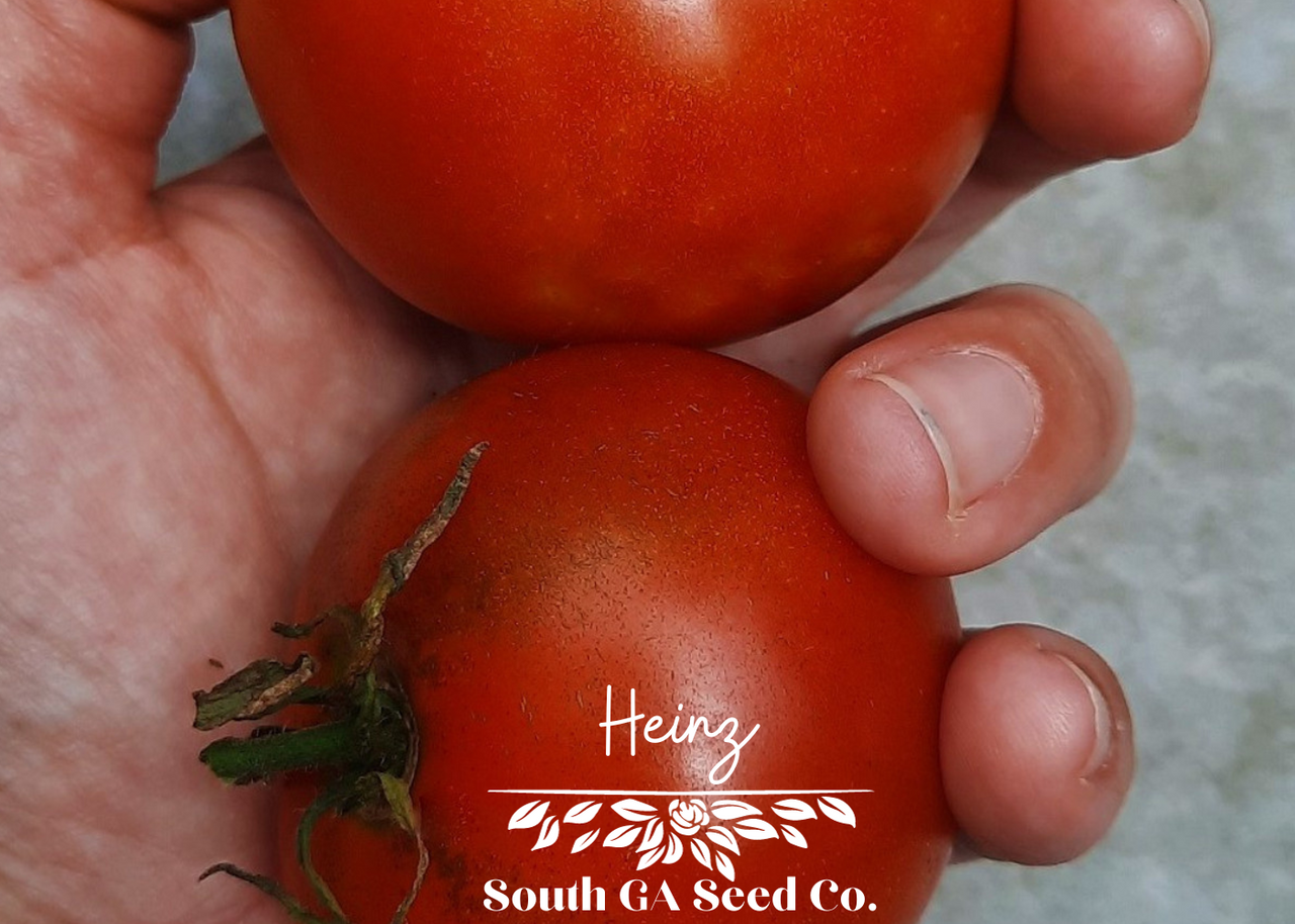 ★TAMATO★ Heirloom Heinz Tomato Seeds | South Ga Seed Co