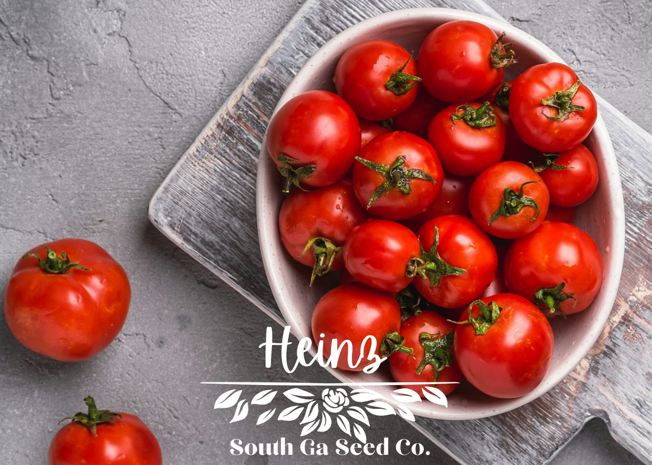 ★TAMATO★ Heirloom Heinz Tomato Seeds | South Ga Seed Co