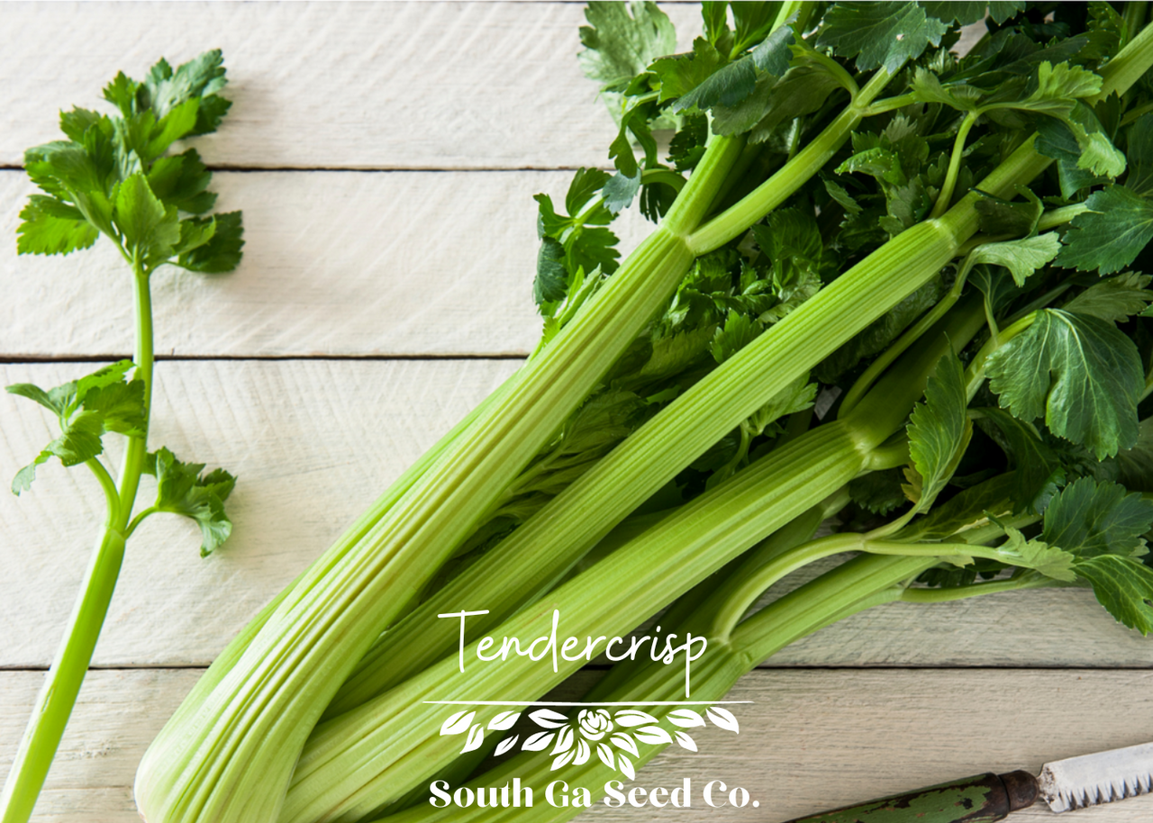 Tendercrisp Celery Seeds