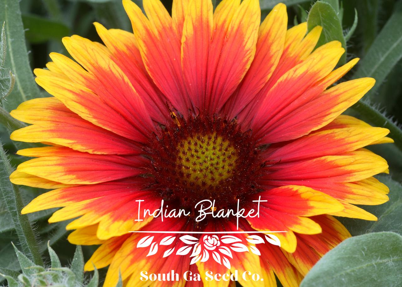 Detailed Indian Blanket Flower Seeds Abstract Art Detailed Indian Blanket Flower Seeds Abstract Art