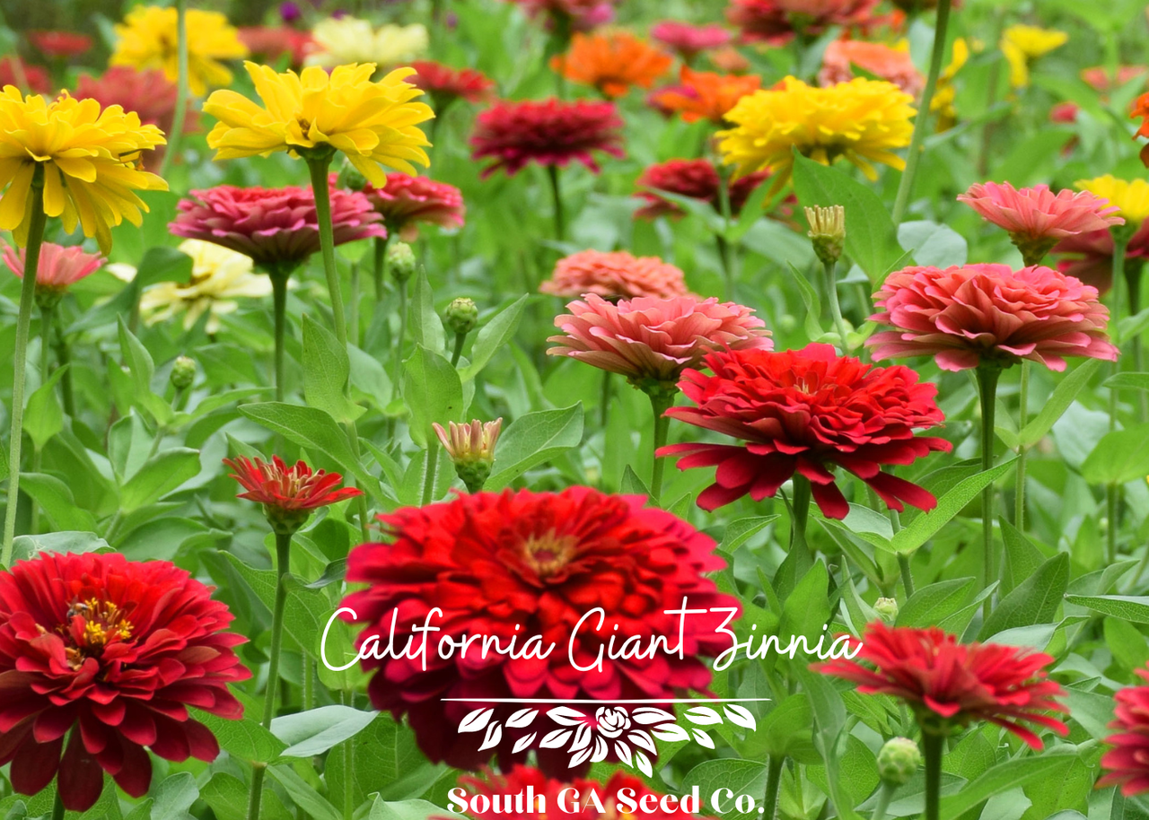 California Giant Zinnia 100 Seeds – Bright Crisp Colors – Country Creek
