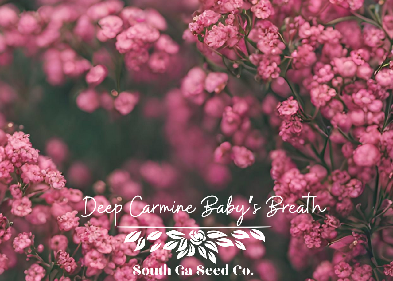 Deep Carmine Baby's Breath Seeds QTY. 200