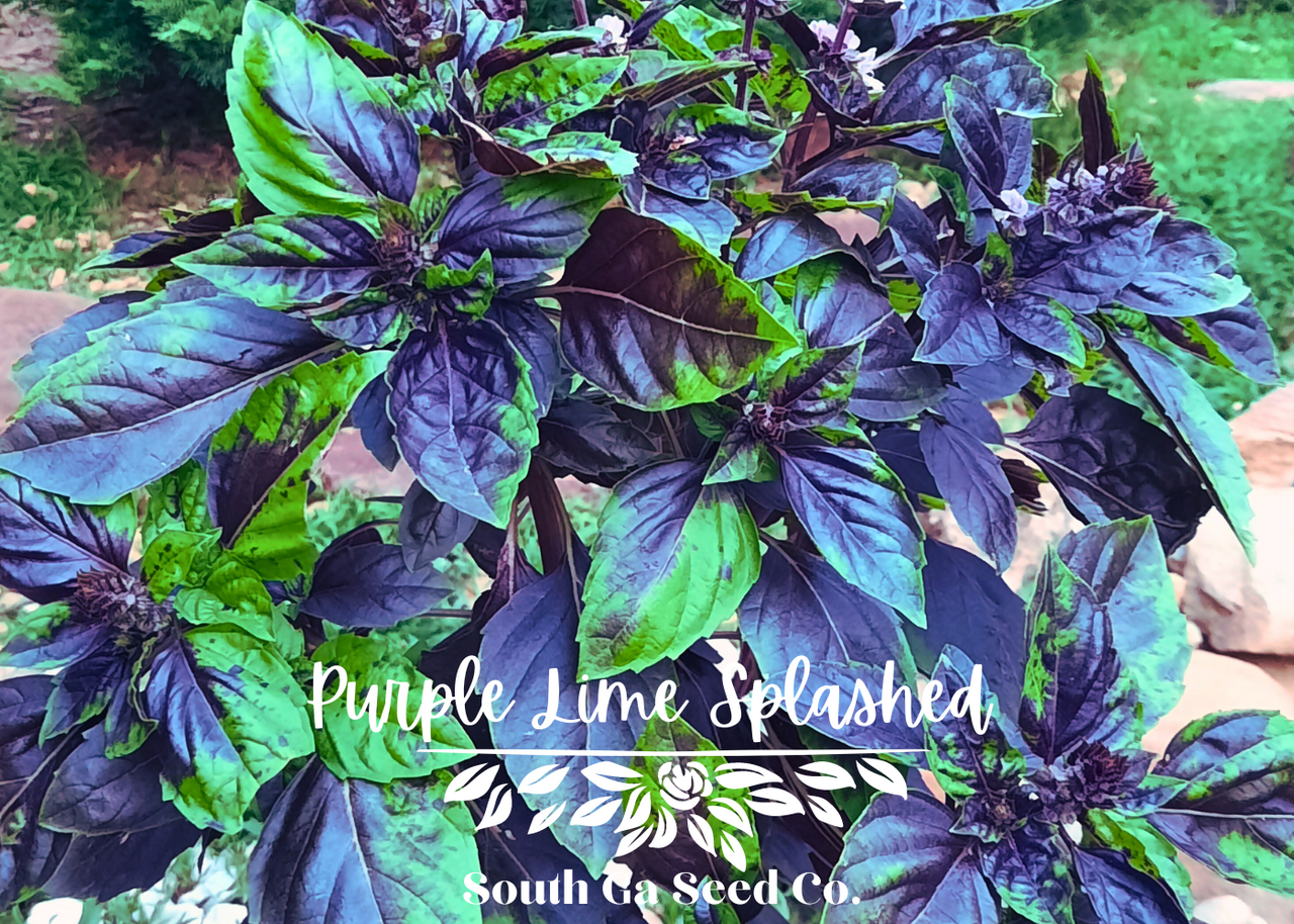 Purple Lime Splashed Basil Seeds