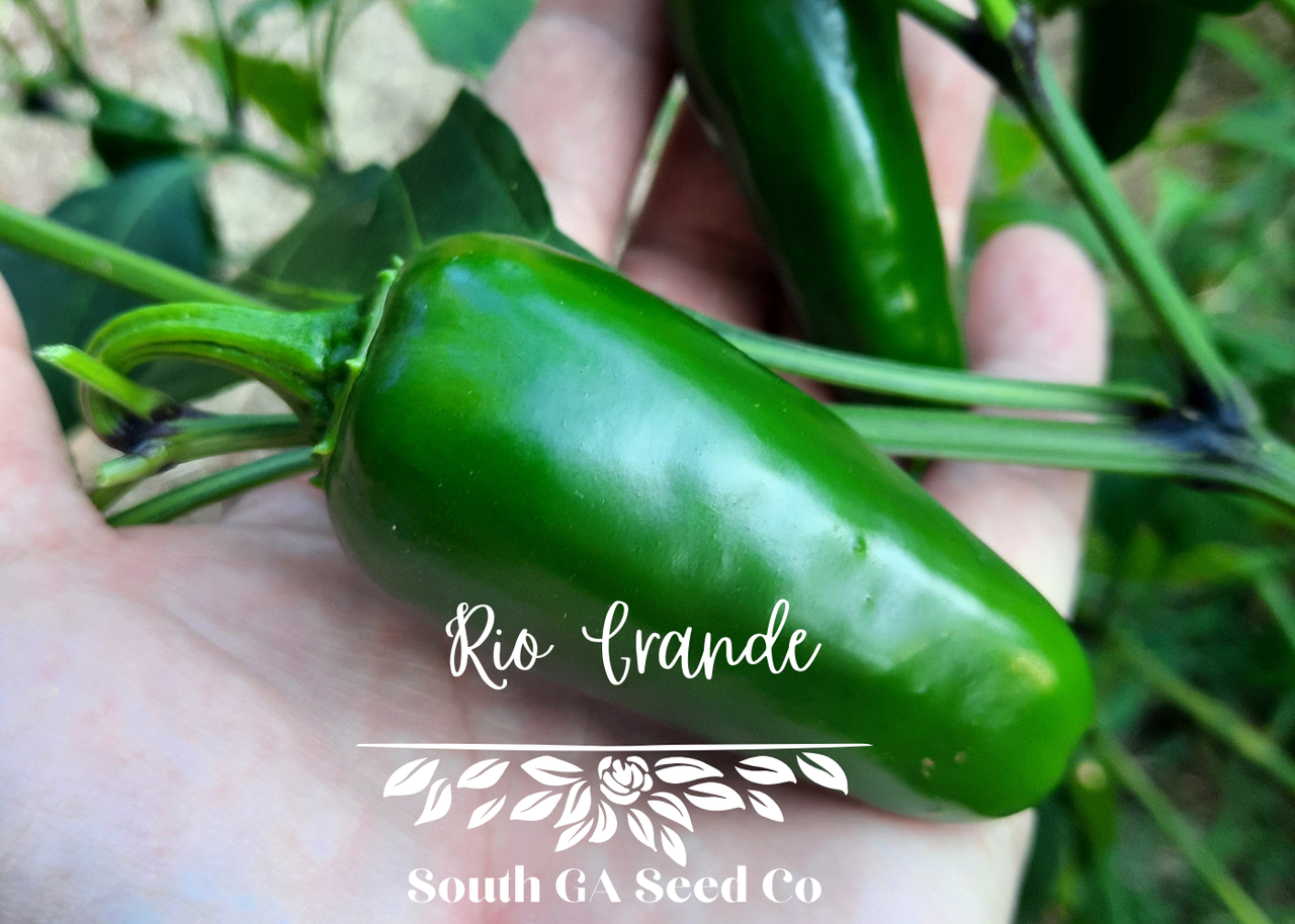 Farm Rio Pepper Rio Grande Pepper Seeds | South GA Seed Co