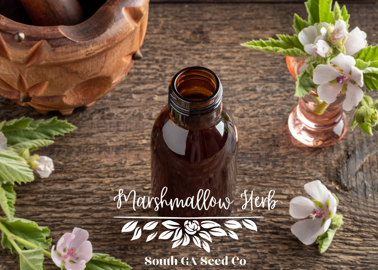 Marshmallow Herb Seeds | South GA Seed Co