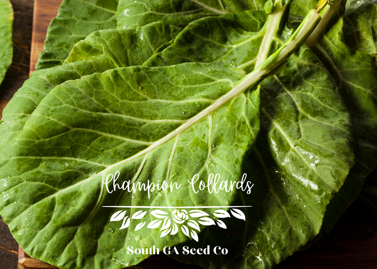 Champion Collard Seeds