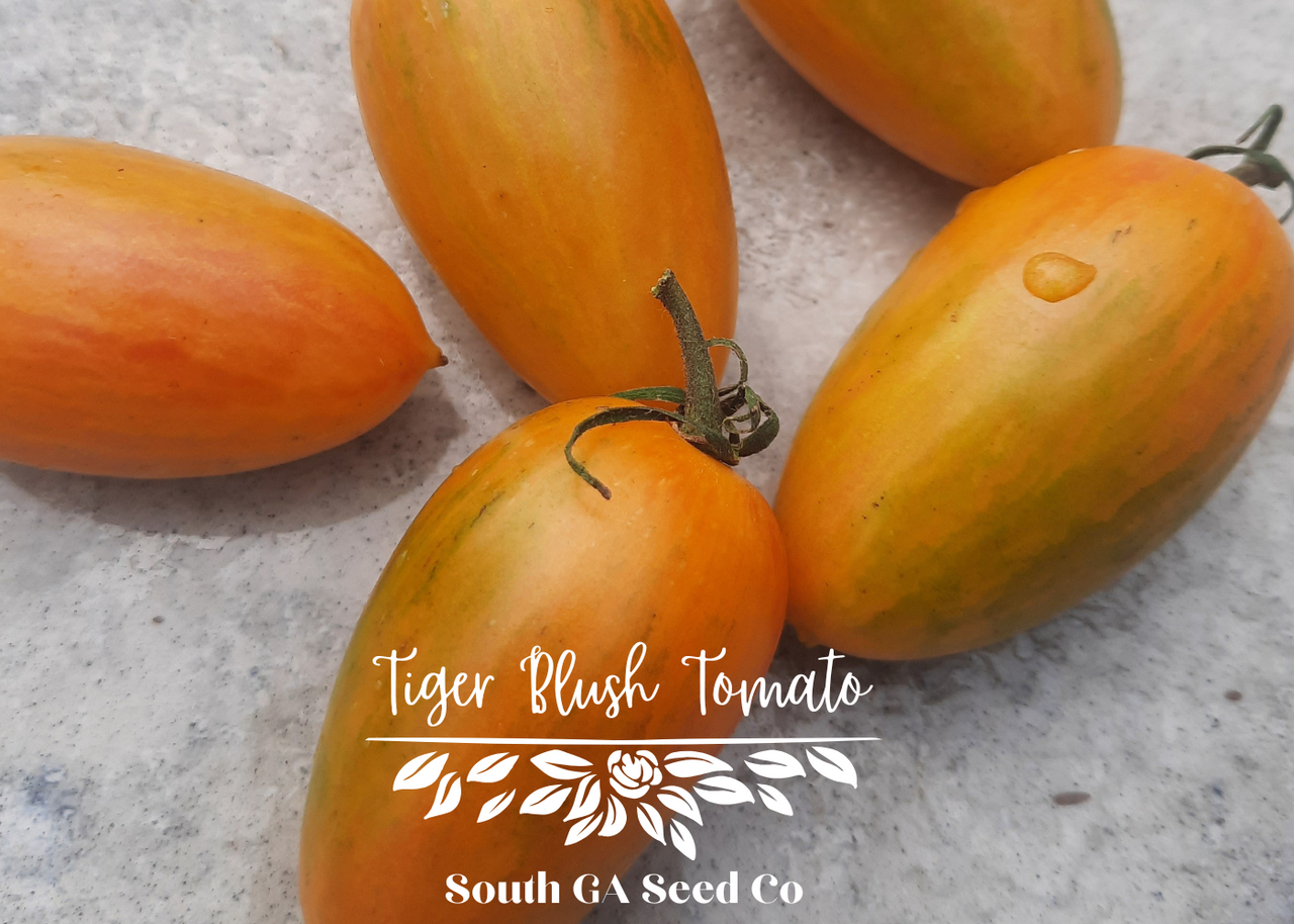 Tiger Blush Tomato Seeds - Thumbnail 2