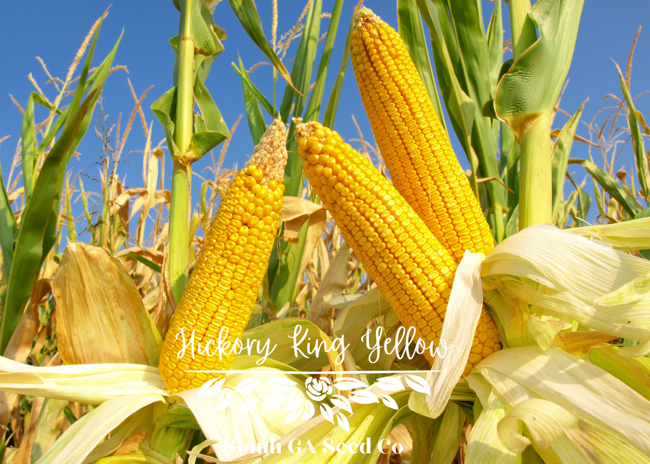 Hickory King Yellow Corn Seeds (50)