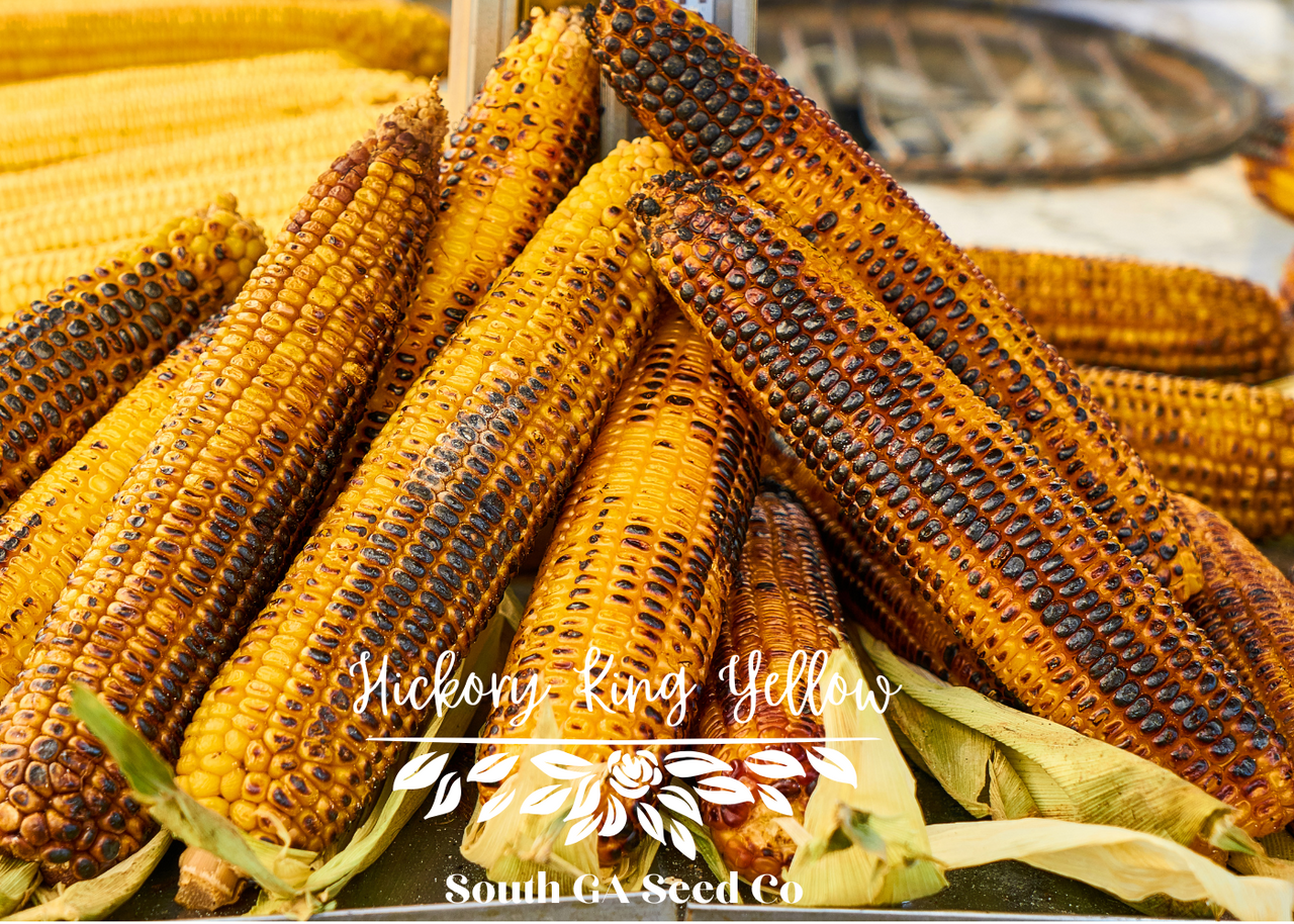Hickory King Yellow Corn Seeds