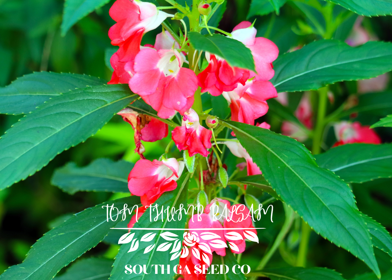 Tom Thumb Balsam Flower Mix