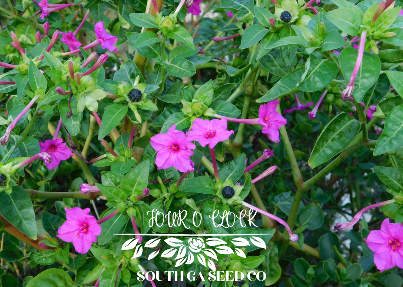 Four O'Clock Flower Seeds