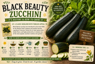 Black Beauty Zucchini; it's history and how to grow it!