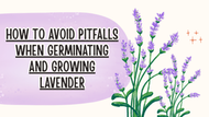 How to Avoid Pitfalls When Germinating and Growing Lavender