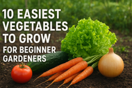 10 Easiest Vegetables to Grow for Beginner Gardeners