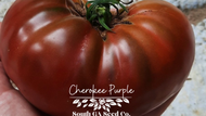 All about the Cherokee Purple Tomato