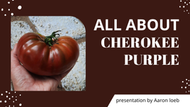 All about the Cherokee Purple Tomato