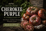 All about the Cherokee Purple Tomato