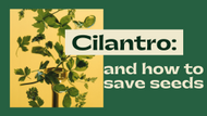How to Save Cilantro Seeds