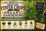 The Benefits of Growing Cover Crops in Organic Gardening