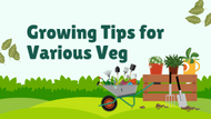 Growing Tips for Various Veg