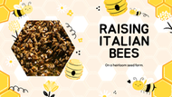 Raising Italian Honeybees on an Heirloom Seed Farm