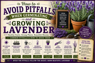 How to Avoid Pitfalls When Germinating and Growing Lavender