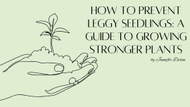How to Prevent Leggy Seedlings: A Guide to Growing Stronger Plants