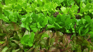 How to Successfully Grow Good Lettuce