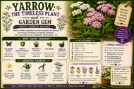 “Yarrow: The Timeless Plant and Garden Gem”