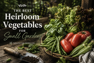 Best Heirloom Vegetables for Small Gardens | Productive Crops for Southern Gardens