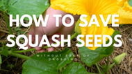 How to seed save squash without fear of crossing