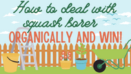 How to deal with squash borer organically and win!