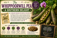  The Whippoorwill Pea a Southern Delight