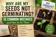 Why Are My Seeds Not Germinating? 10 Common Mistakes and How to Fix Them Part 1