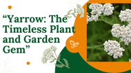 “Yarrow: The Timeless Plant and Garden Gem”