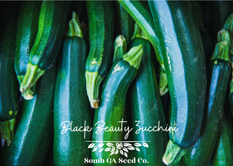 Black Beauty Zucchini