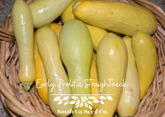 Early Prolific Sraightneck Squash