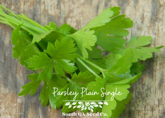 Single Plain Parsley