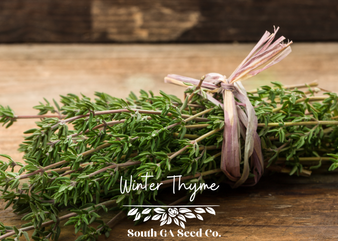 Winter Thyme