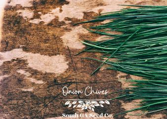 Onion Chives