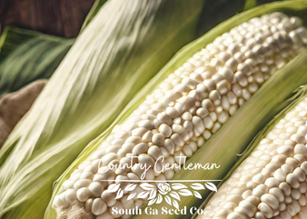 Country Gentleman Corn