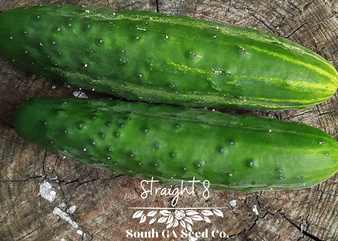 Straight 8 Cucumber