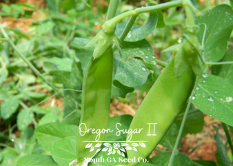 Oregon Sugar II