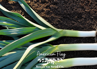 American Flag Leek