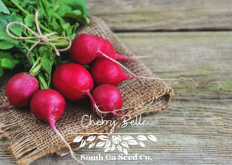 Cherry Belle Radish