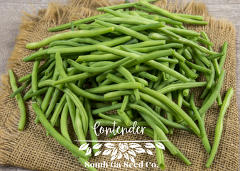 Contender Bush Beans