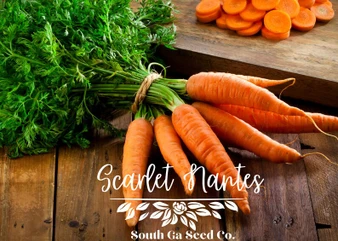 Scarlet Nante Carrots