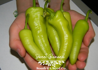 Sweet Banana Pepper