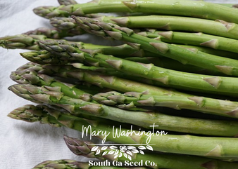 Mary Washington Asparagus